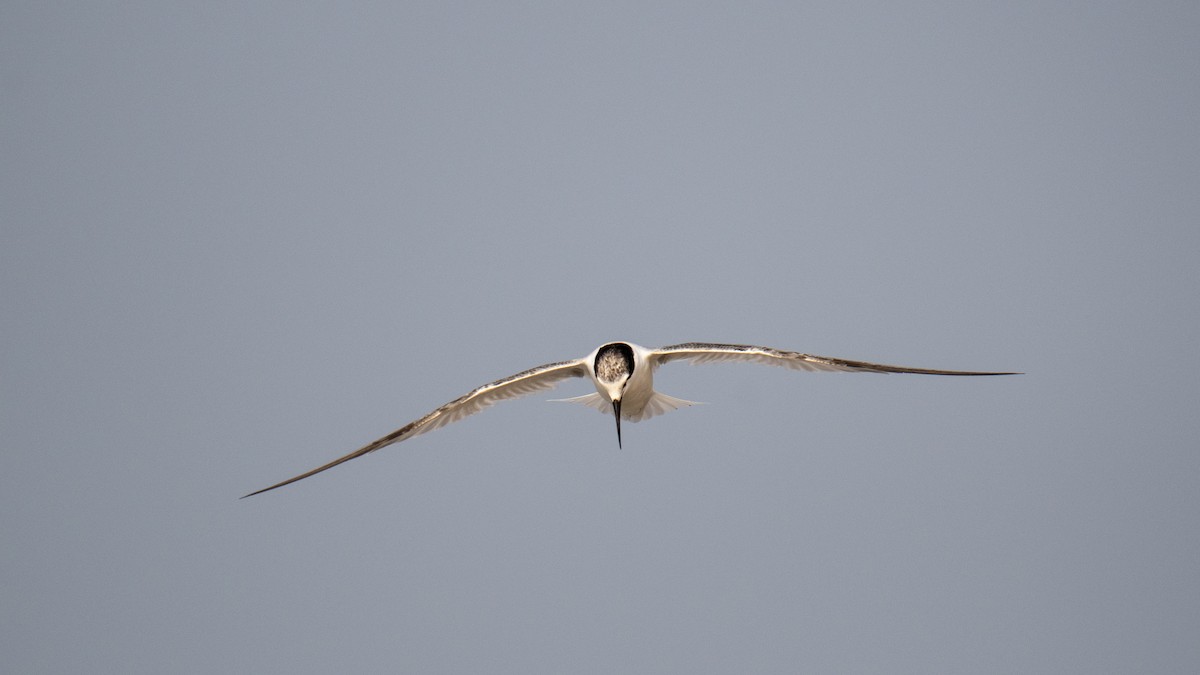 dvergterne - ML646891751