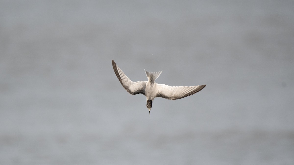 dvergterne - ML646891752