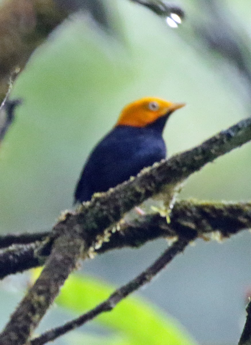 Golden-headed Manakin - ML646891755
