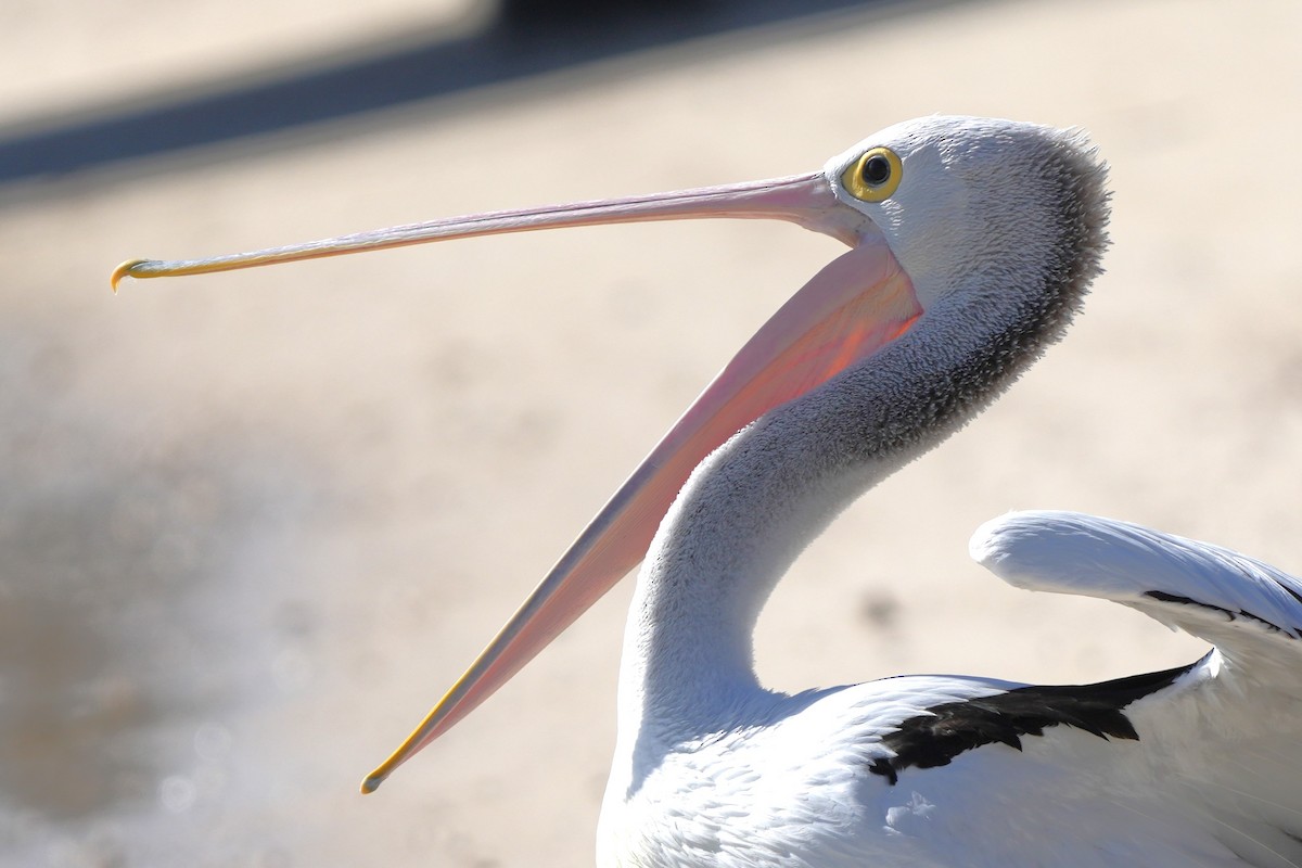 australiapelikan - ML646891756