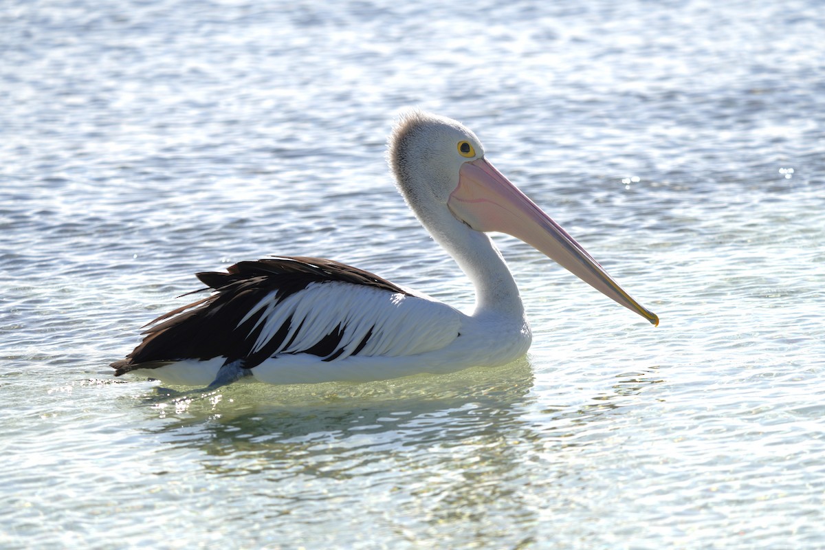 australiapelikan - ML646891757