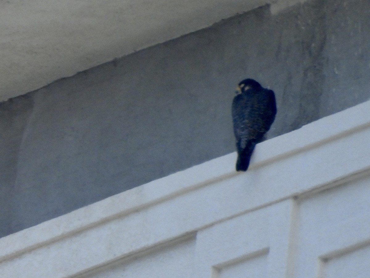 vandrefalk - ML646891758