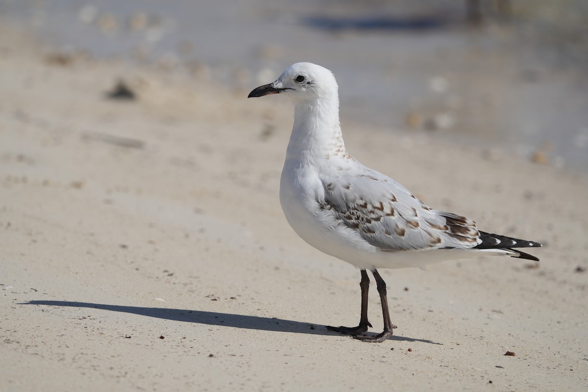 australmåke - ML646891760