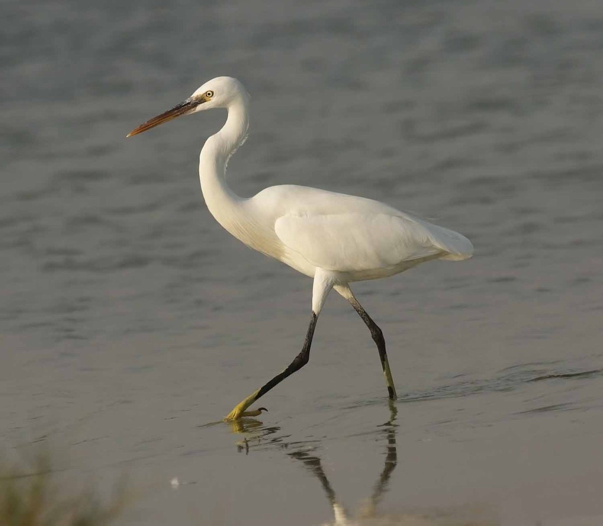 strandhegre - ML646891761