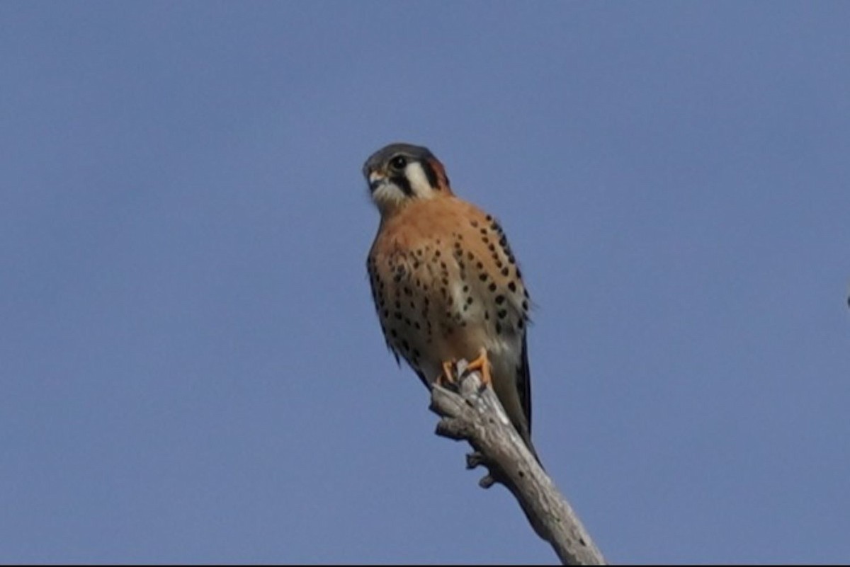 spurvefalk - ML646891762