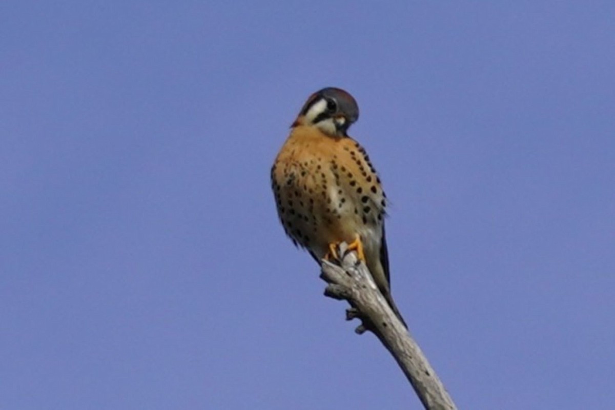 spurvefalk - ML646891763