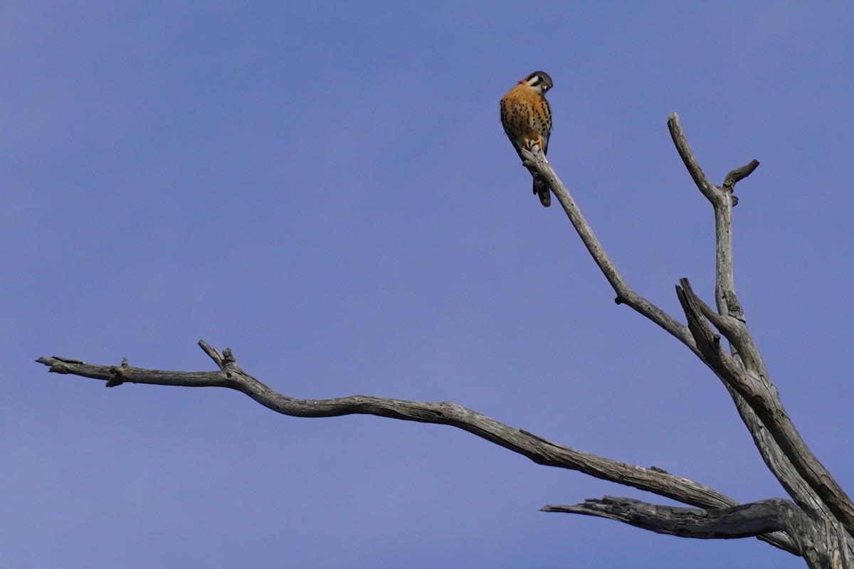 spurvefalk - ML646891764