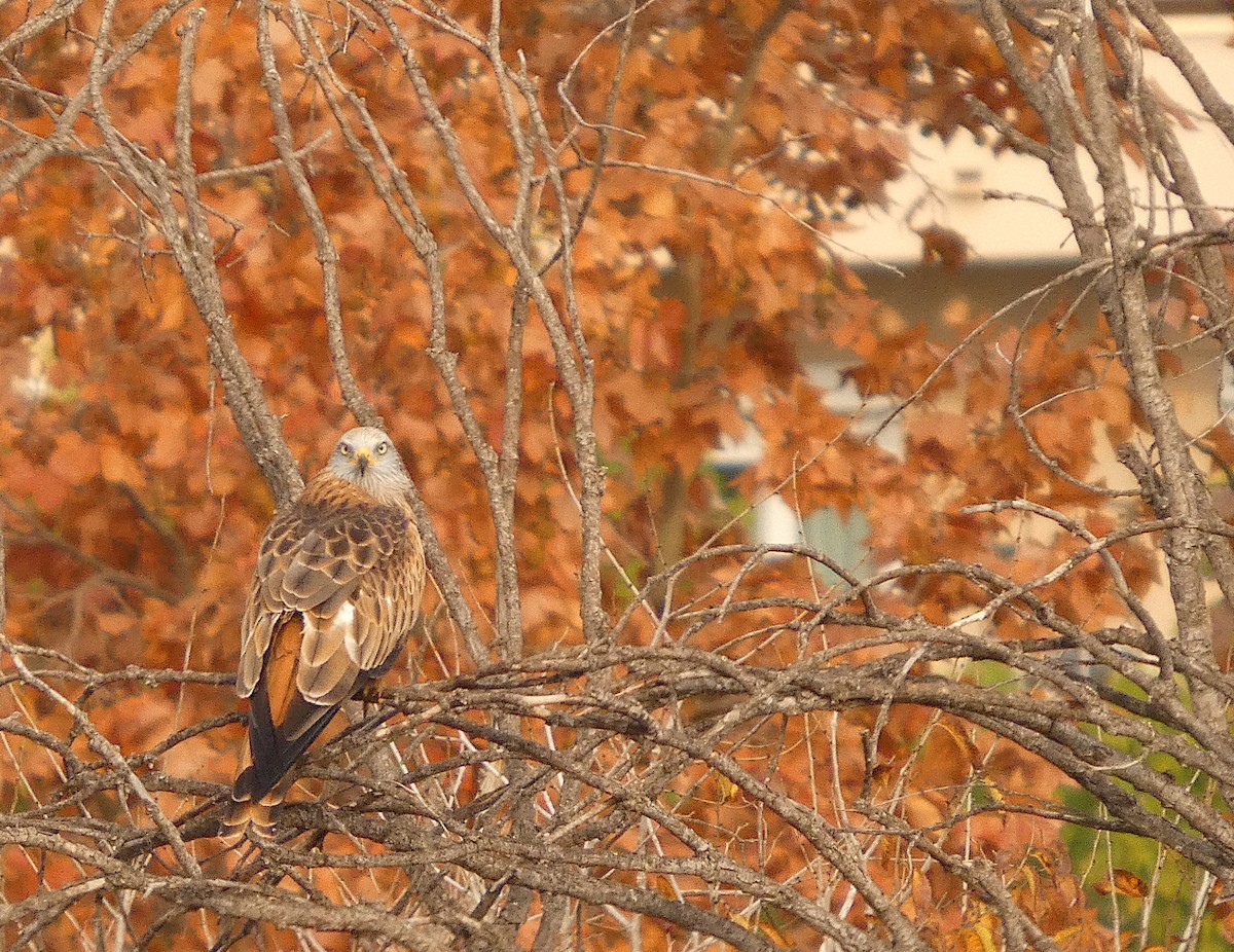 rødglente - ML646891765