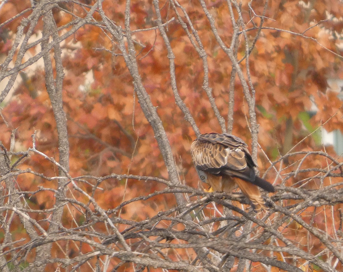 rødglente - ML646891766