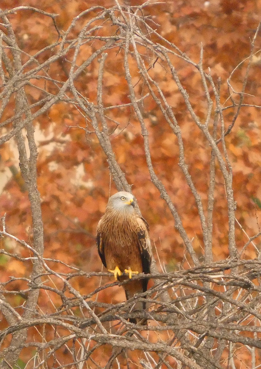 rødglente - ML646891767