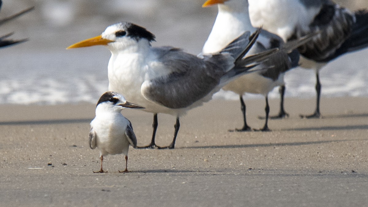 bengalterne - ML646891768