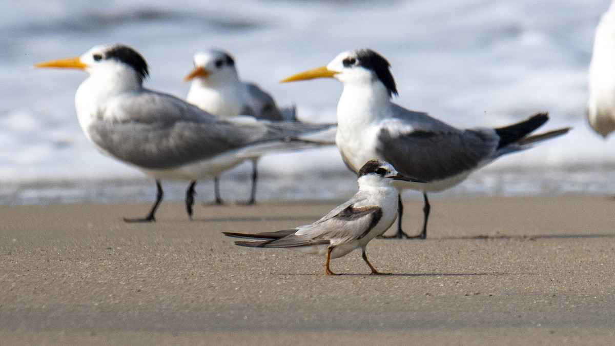 bengalterne - ML646891769