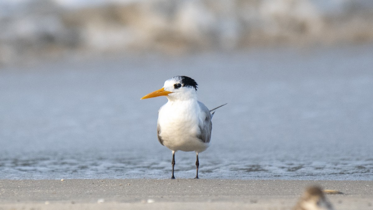 bengalterne - ML646891770