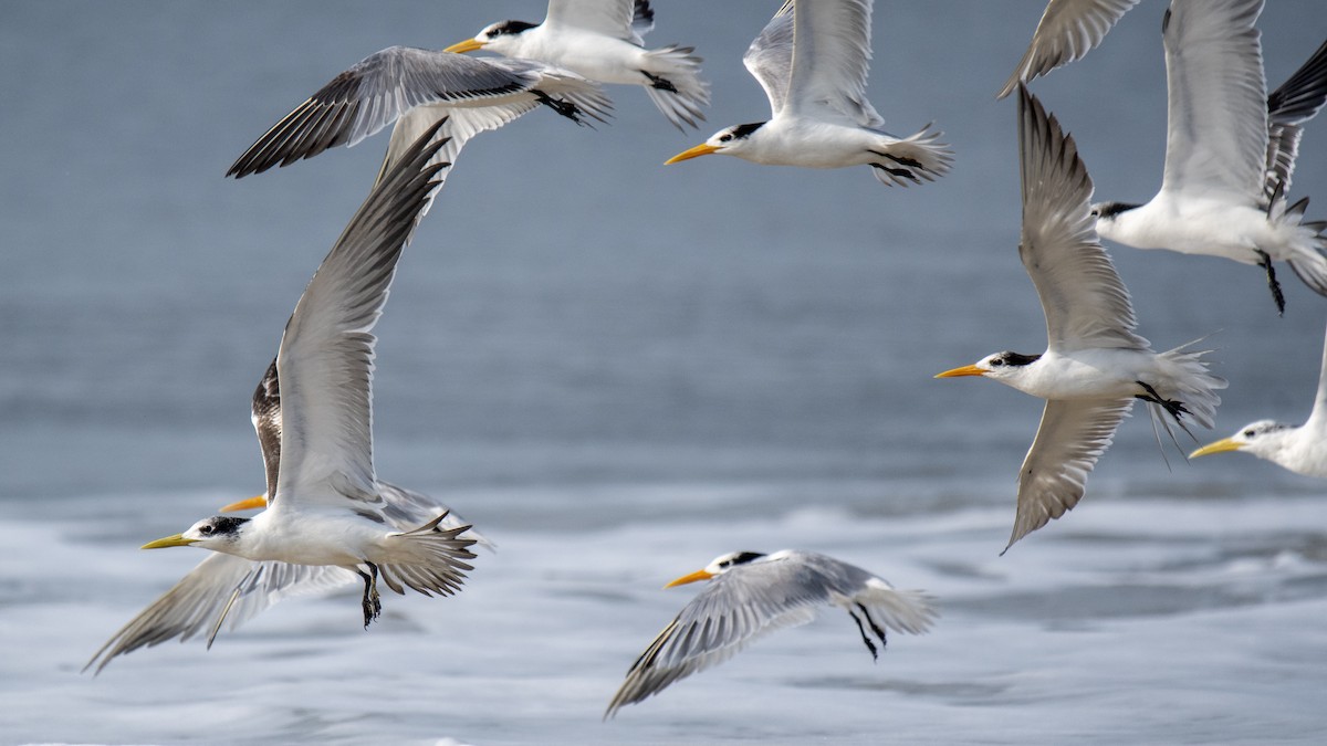 bengalterne - ML646891771