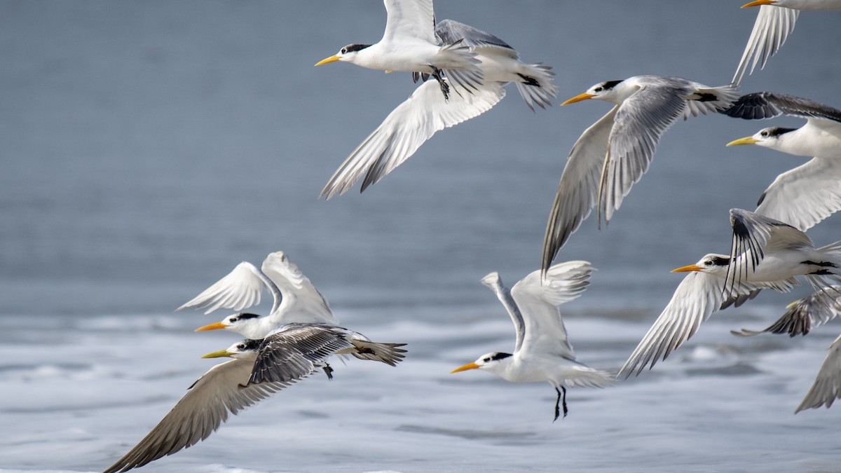 bengalterne - ML646891772