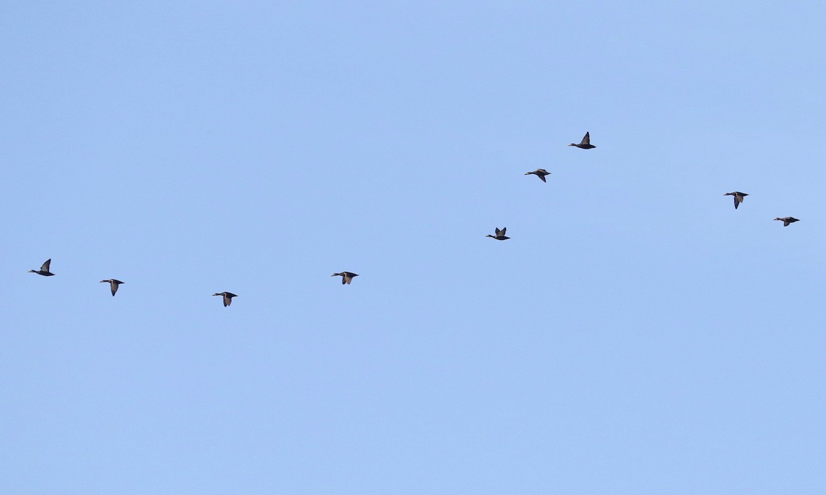 rødfotand - ML646891774