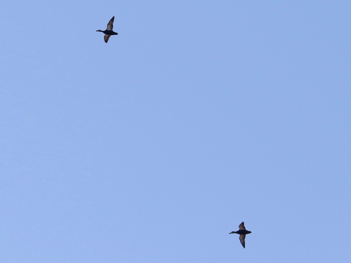 rødfotand - ML646891775