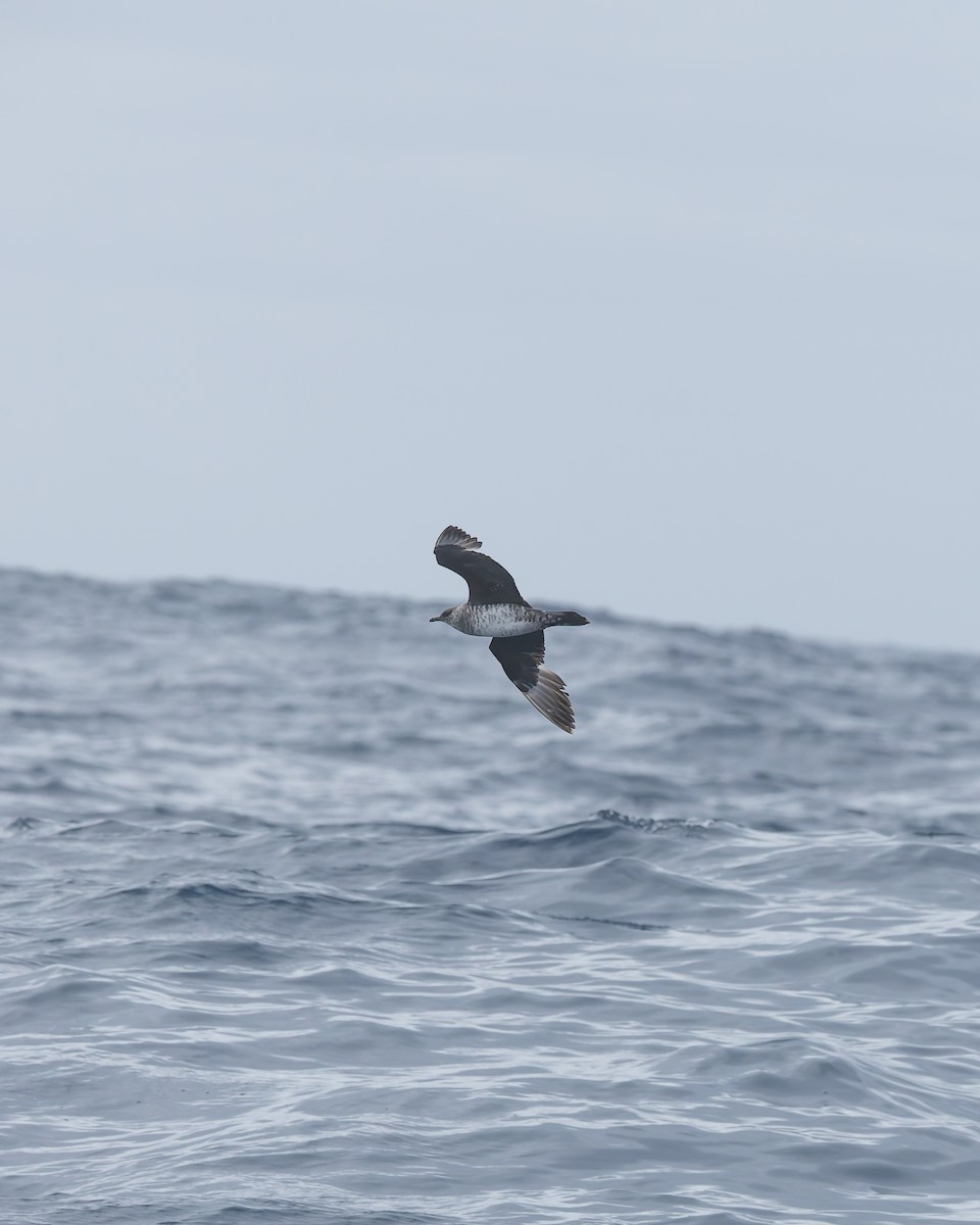 polarjo - ML646891776