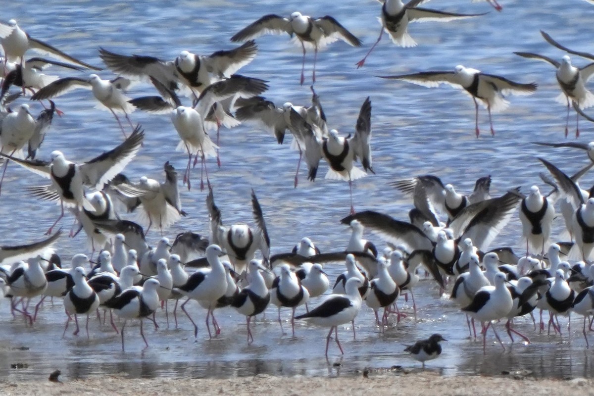 beltestylteløper - ML646891777