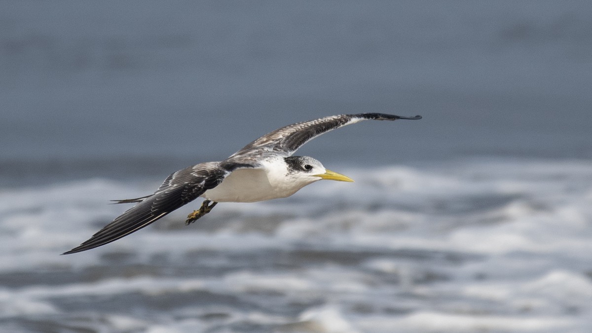 hinduterne - ML646891778