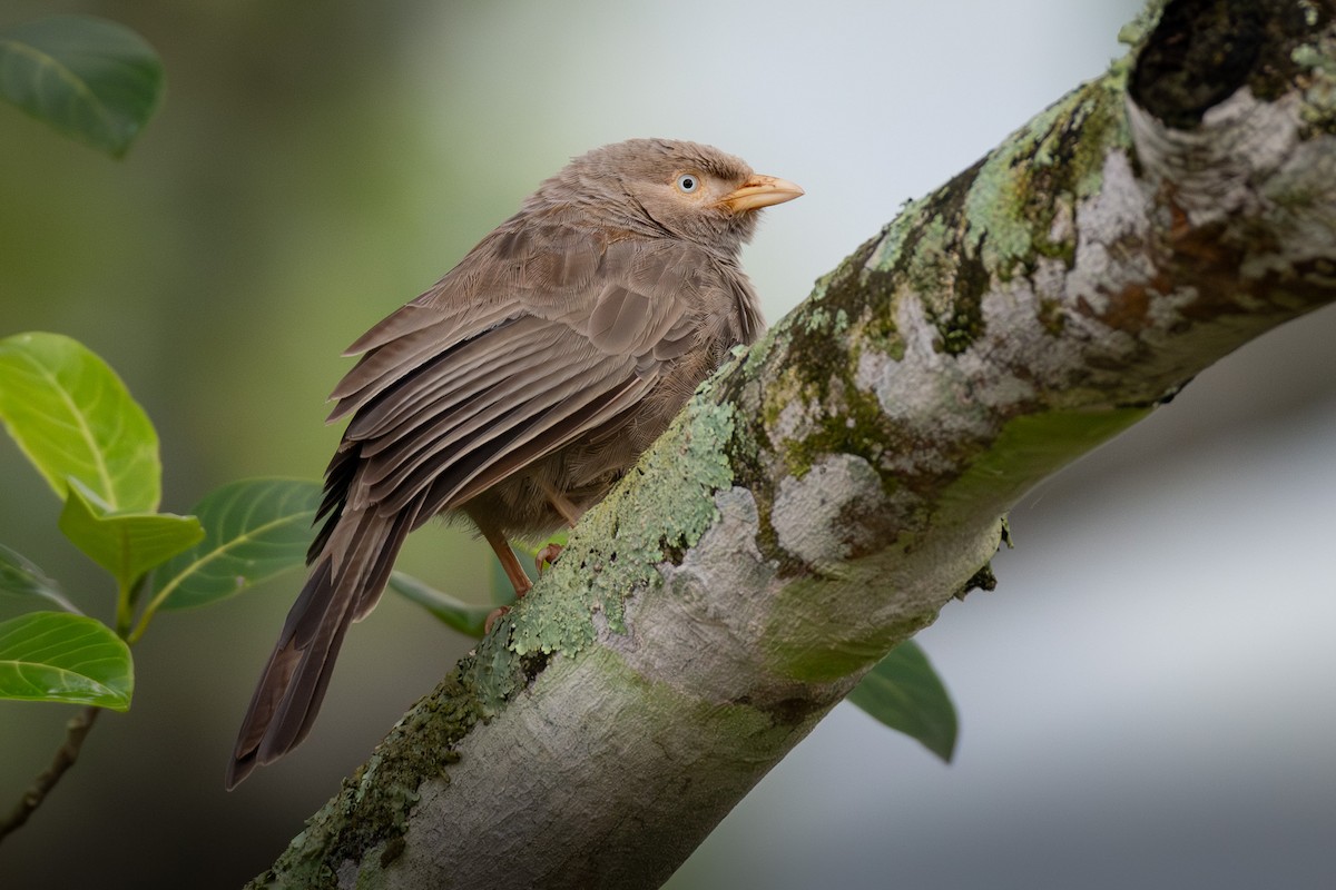 Cratérope affin - ML646891782