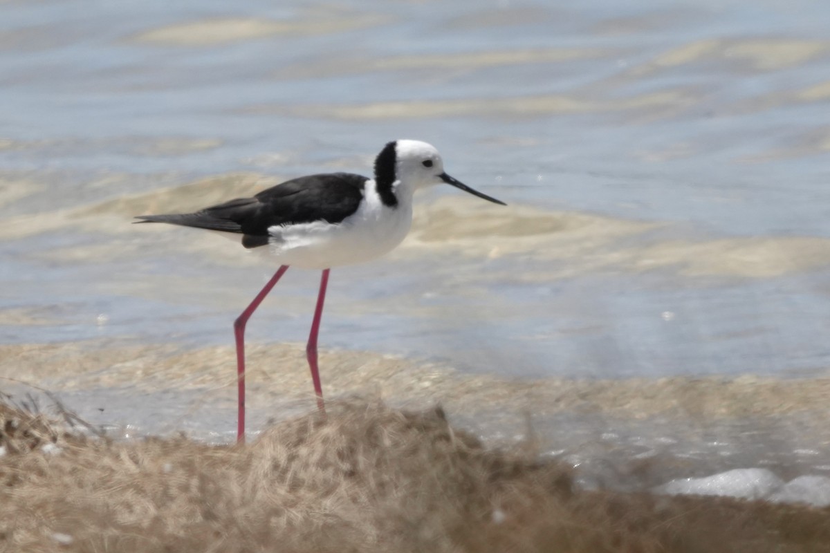 Pied Stilt - ML646891783