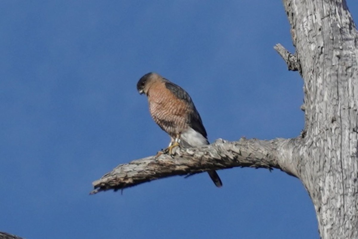 Cooper's Hawk - ML646891784