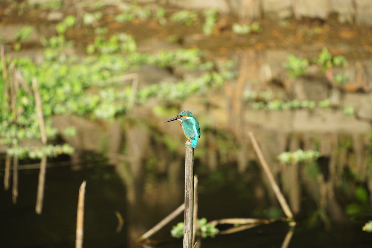 Common Kingfisher - ML646891786