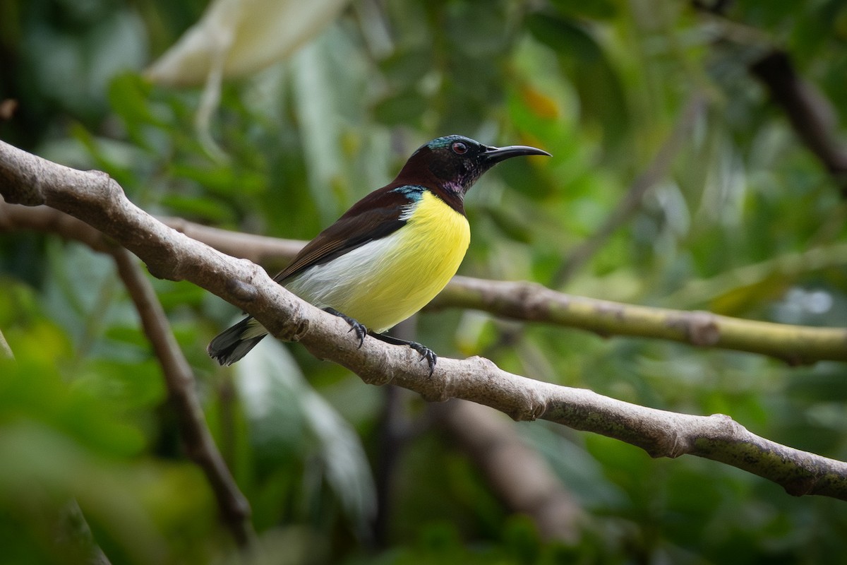 Souimanga à croupion pourpre - ML646891789