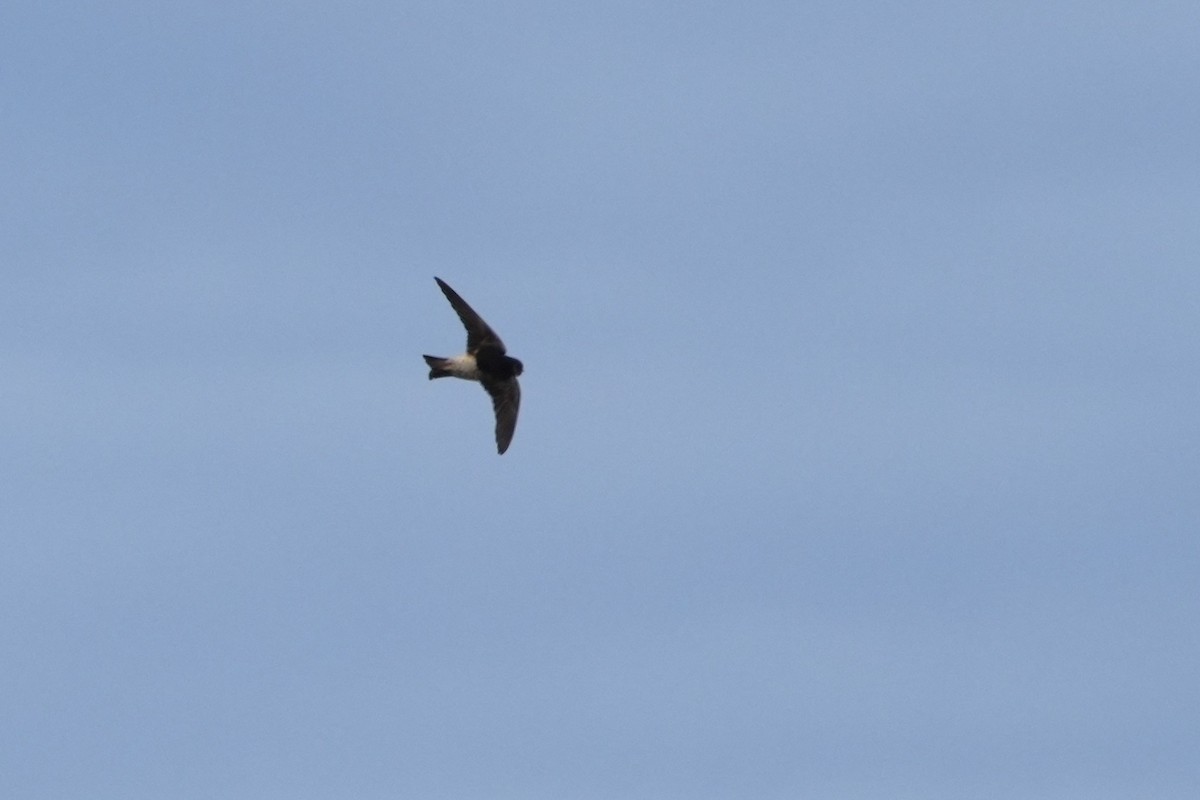 Tree Martin - ML646891791