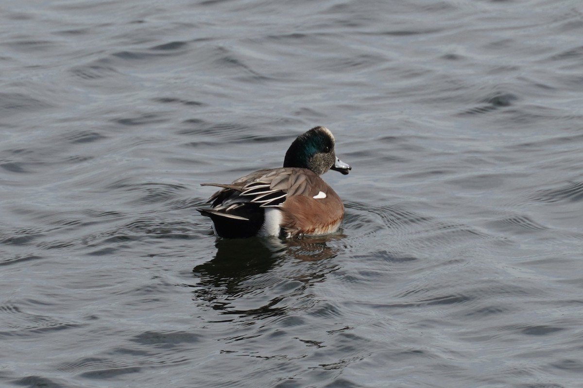 ברווז אמריקני - ML646891794
