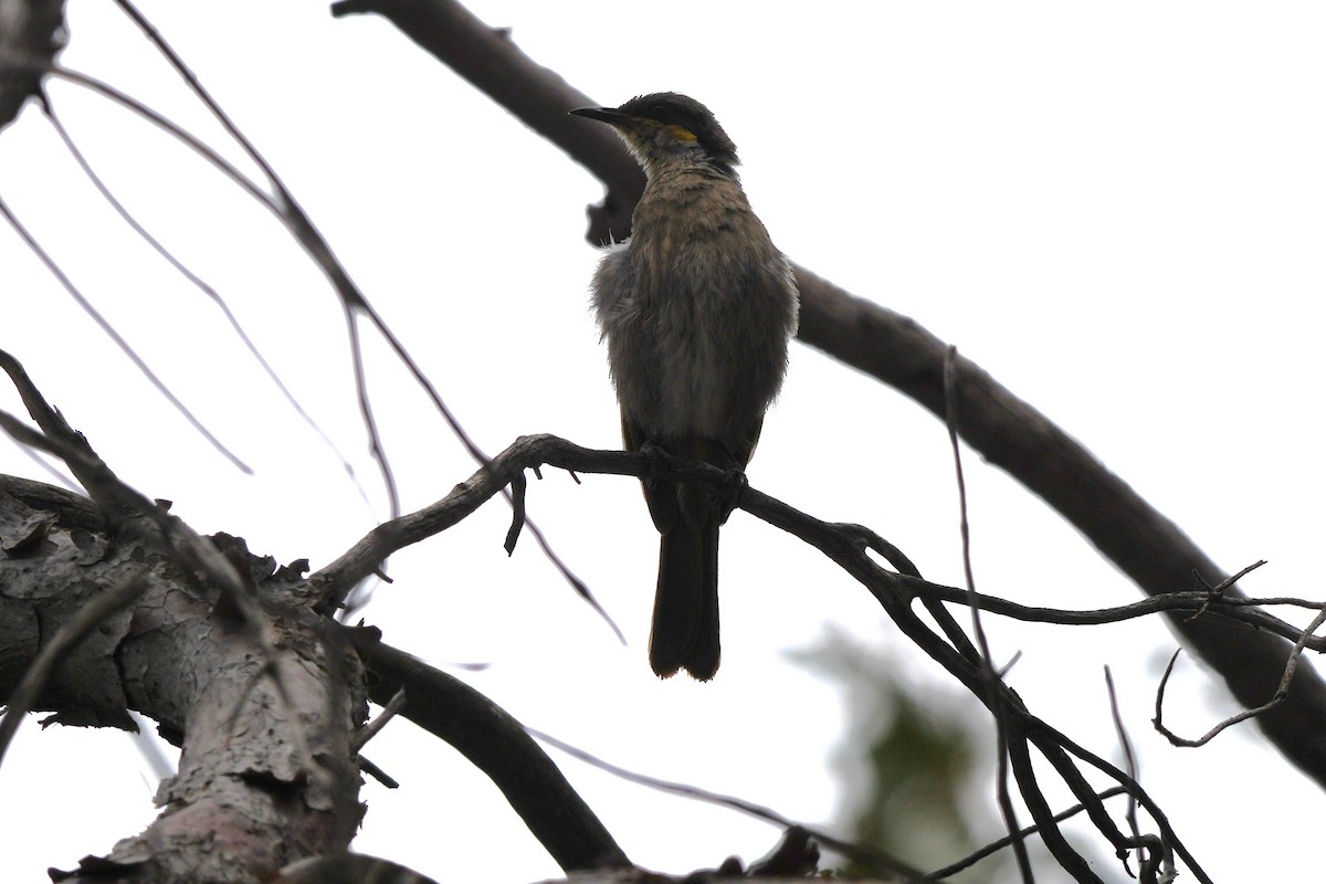 Singing Honeyeater - ML646891796