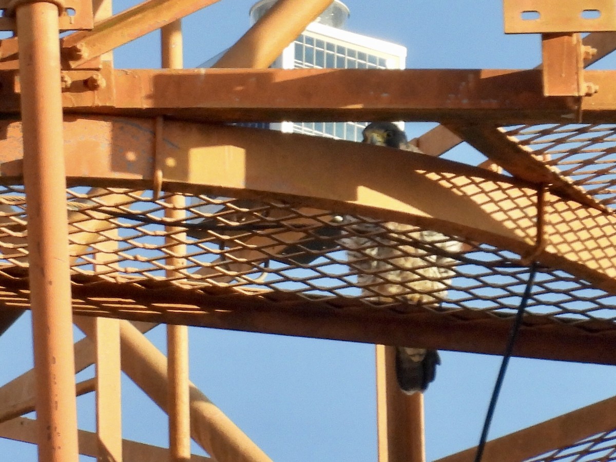 Peregrine Falcon - ML646891799