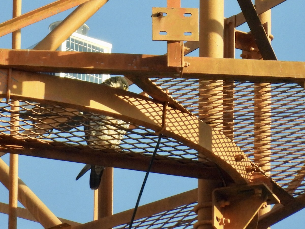 Peregrine Falcon - ML646891800