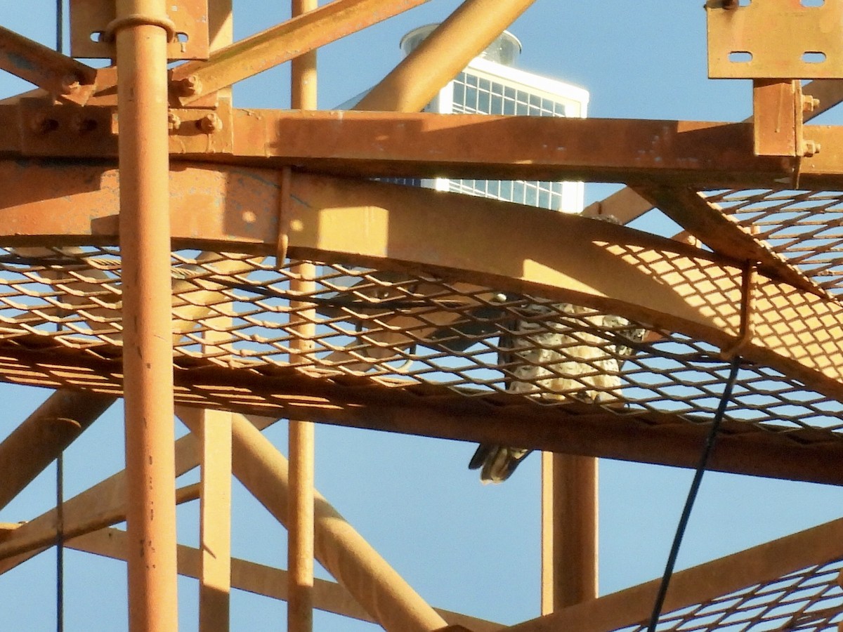 Peregrine Falcon - ML646891801