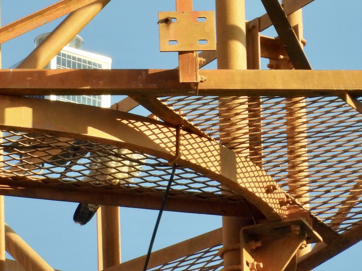 Peregrine Falcon - ML646891802