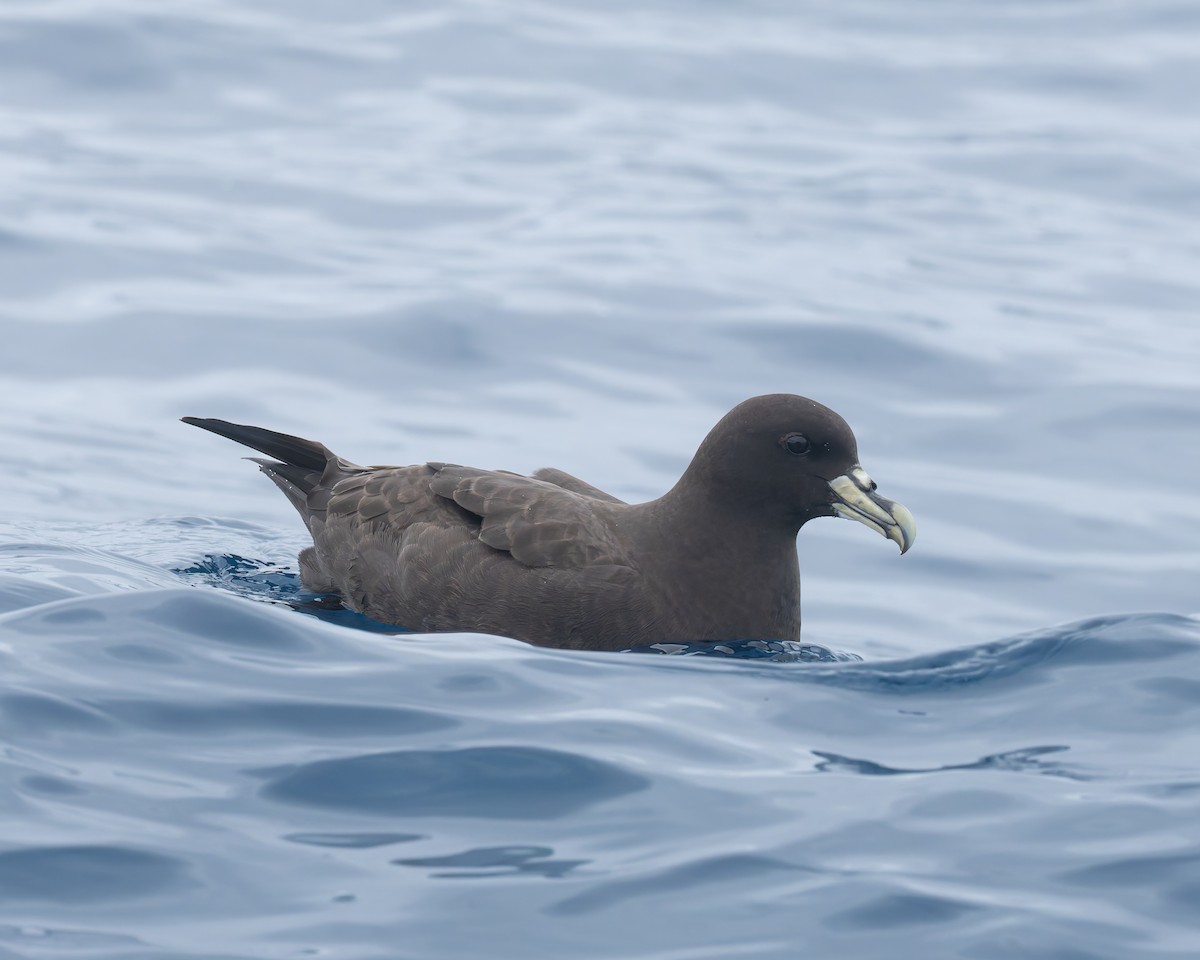 Pardela Gorjiblanca - ML646891813