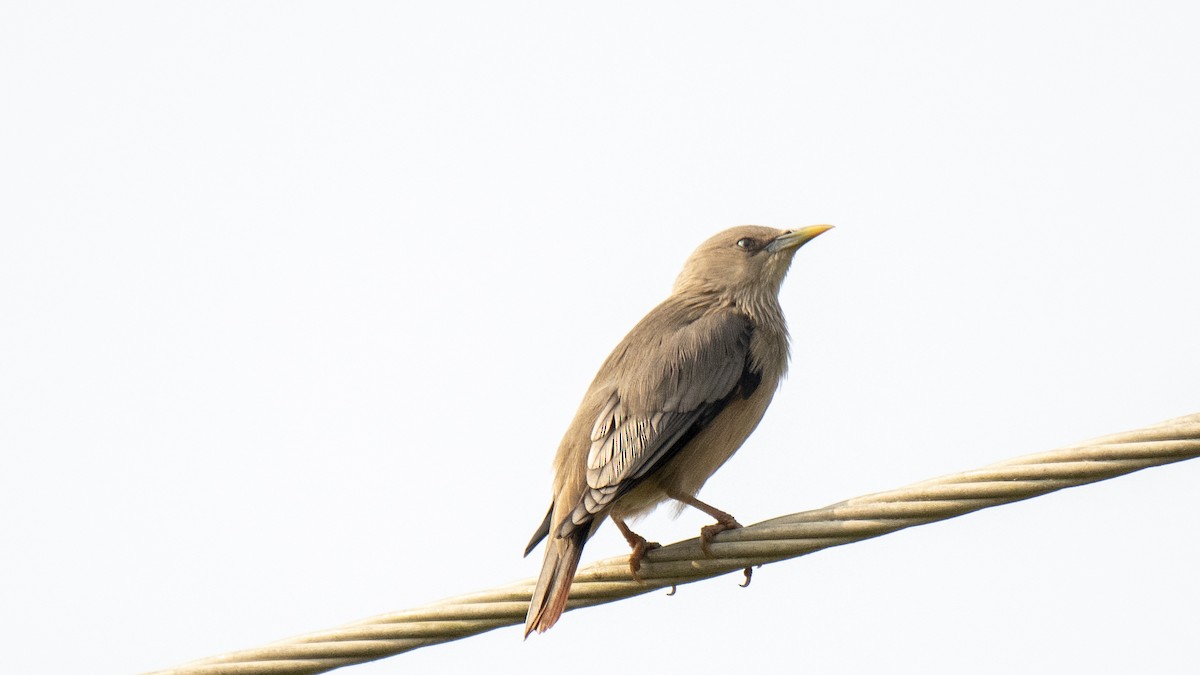 Étourneau à tête grise - ML646891815