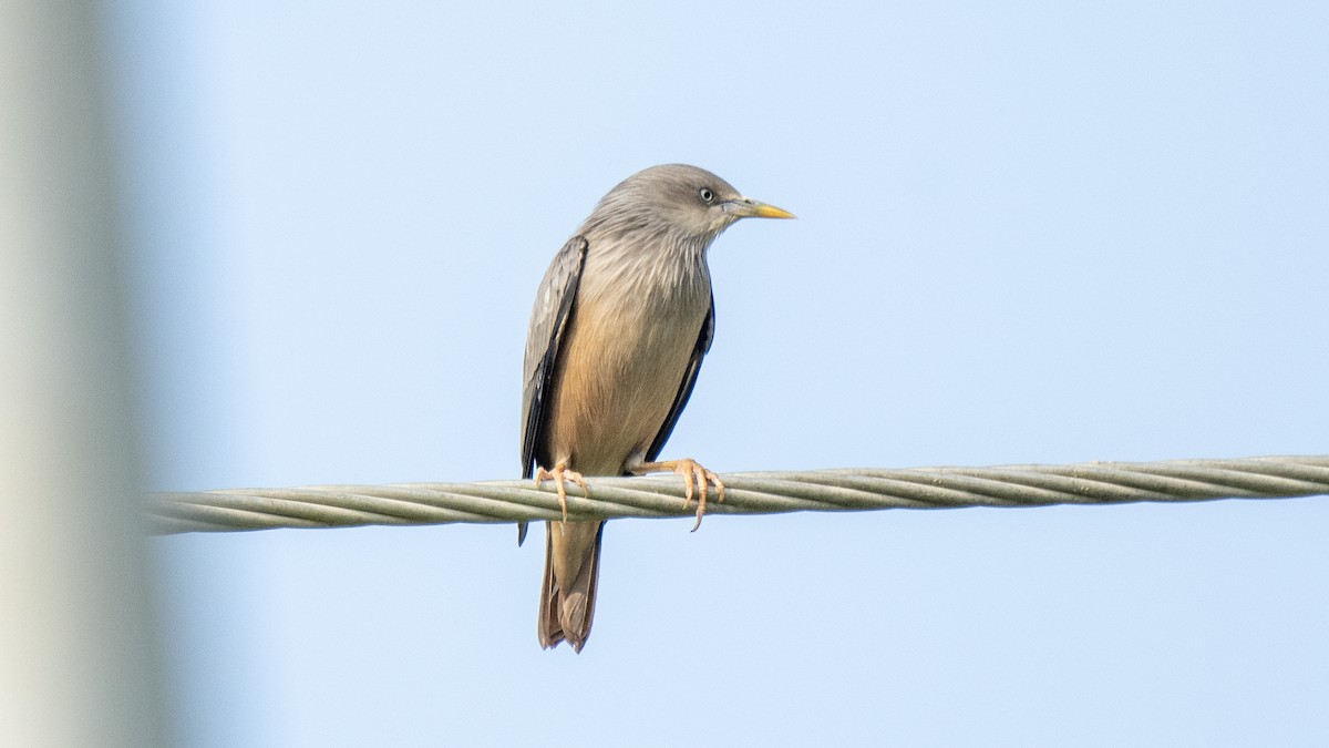 Étourneau à tête grise - ML646891816