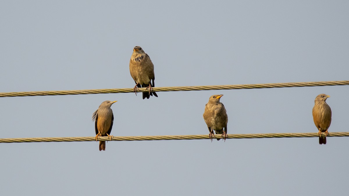 Étourneau roselin - ML646891817