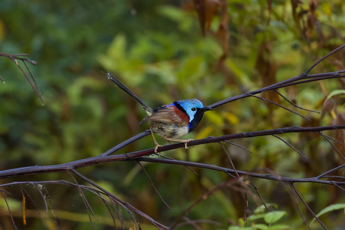 Mérion de Lambert - ML646891819