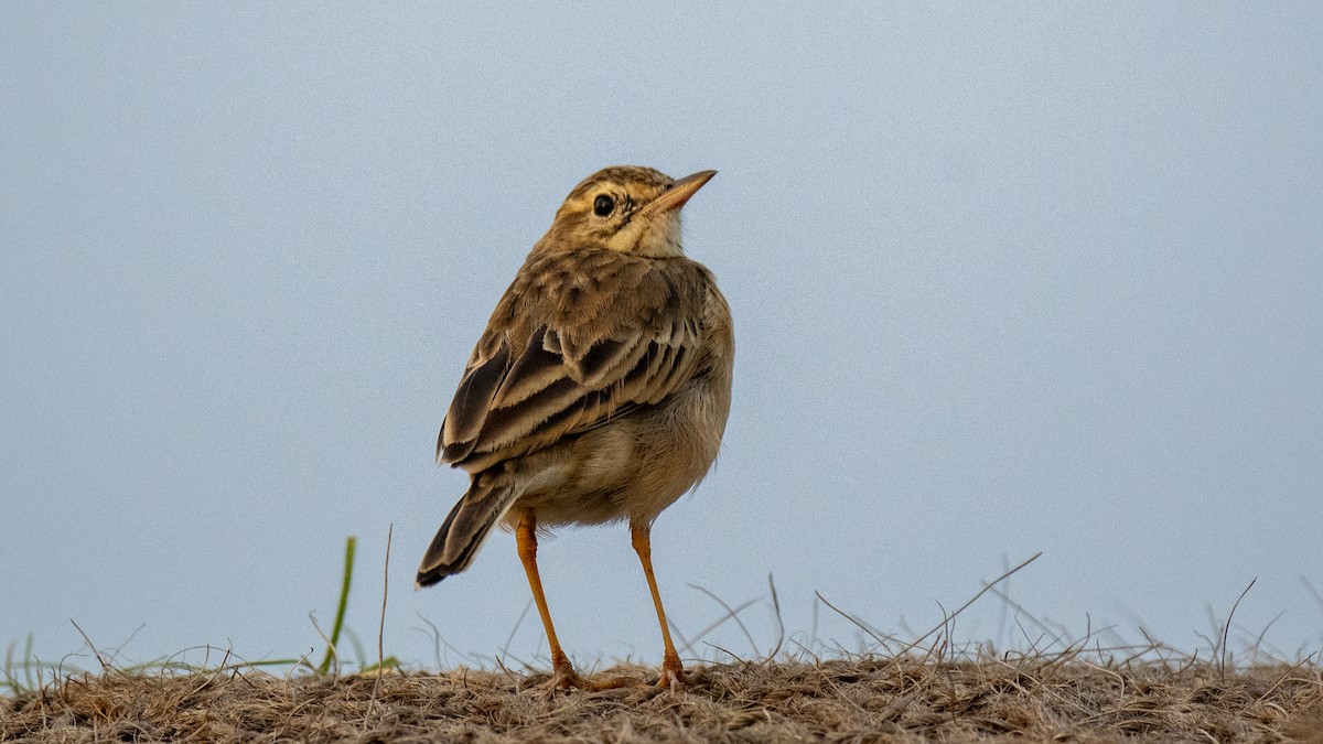 Pipit rousset - ML646891820