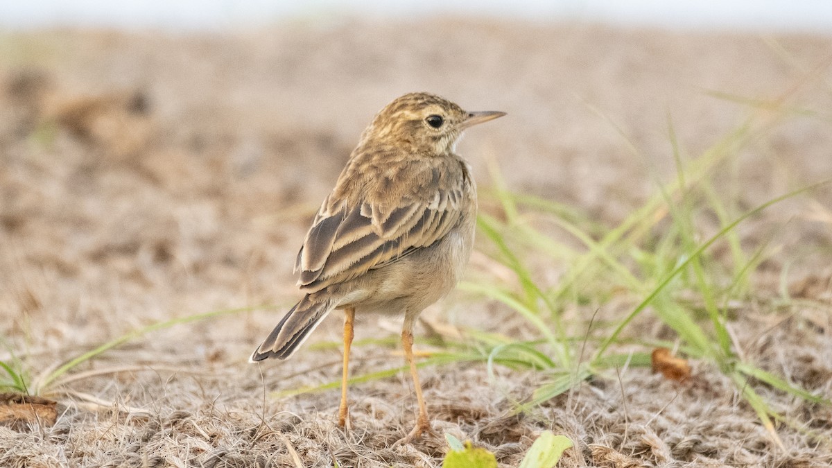 Pipit rousset - ML646891821