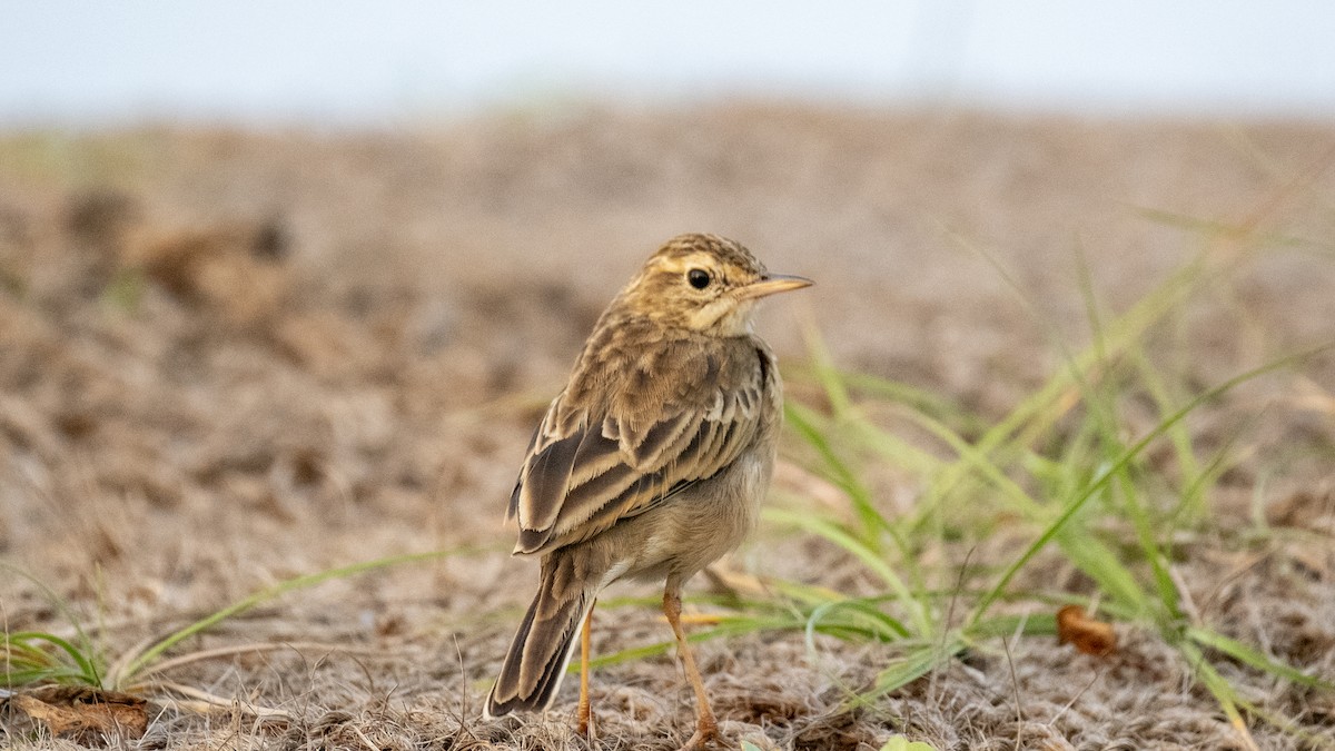 Pipit rousset - ML646891822