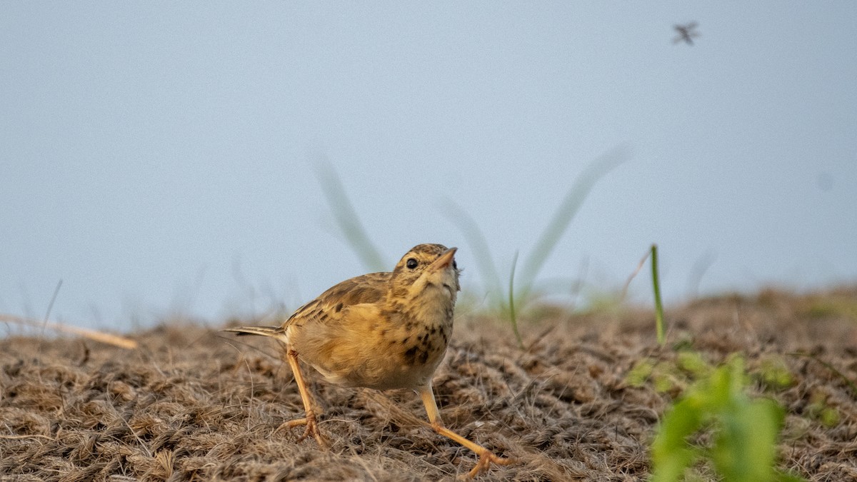 Pipit rousset - ML646891823