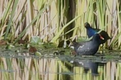 Talève à tête grise - ML646891824