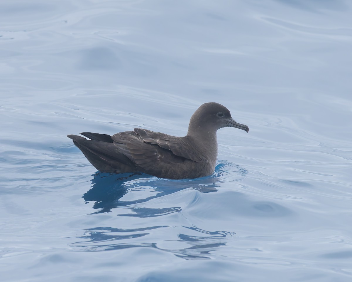 Puffin fuligineux - ML646891825