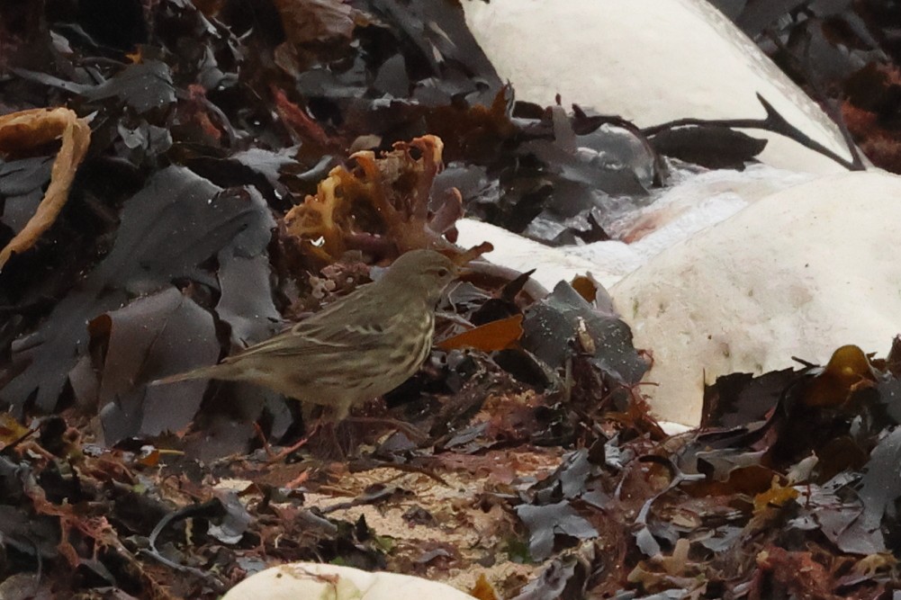 Pipit maritime - ML646891826