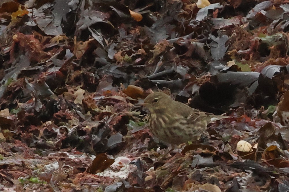 Pipit maritime - ML646891827