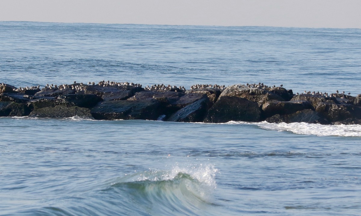 Bécasseau variable - ML646891828